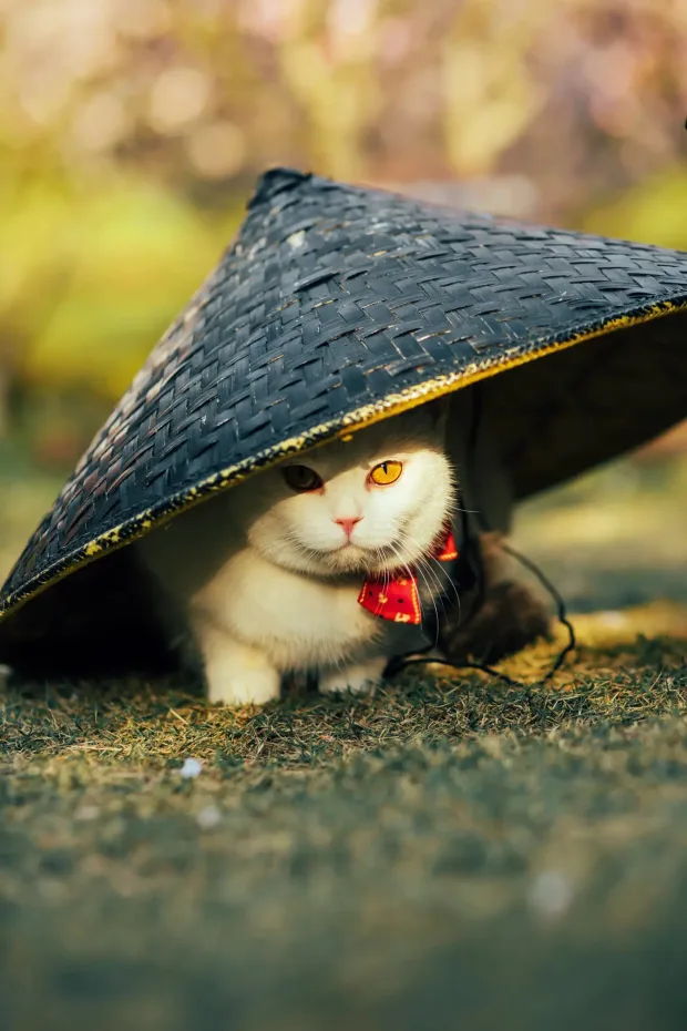 [艺图语] 2021.09.04 Vol.245 – 猫侍 邱风[31P] 5